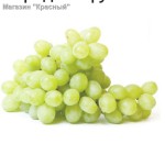 Подробнее... Виноград ТАЙФА Киргизия